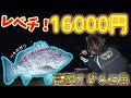 キロ単価１６０００円の高級魚を釣りました【所持金0釣り生活 in 伊平屋島 #5】