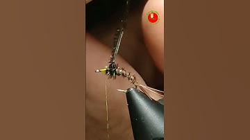 #Shorts 143 -  Flies size#18 .Bọ câu cá mương