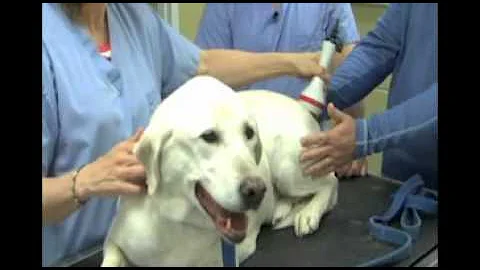 Senior Dog Care - Tips to Keep Older Dogs Healthy and Happy