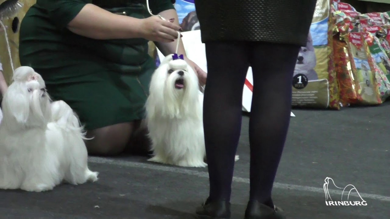 липецк выставка собак 2023 30 июля. выставка собак тамбов. выставка собак в липецке 2024. выставка собак заречный 2023. болонка на выставке.