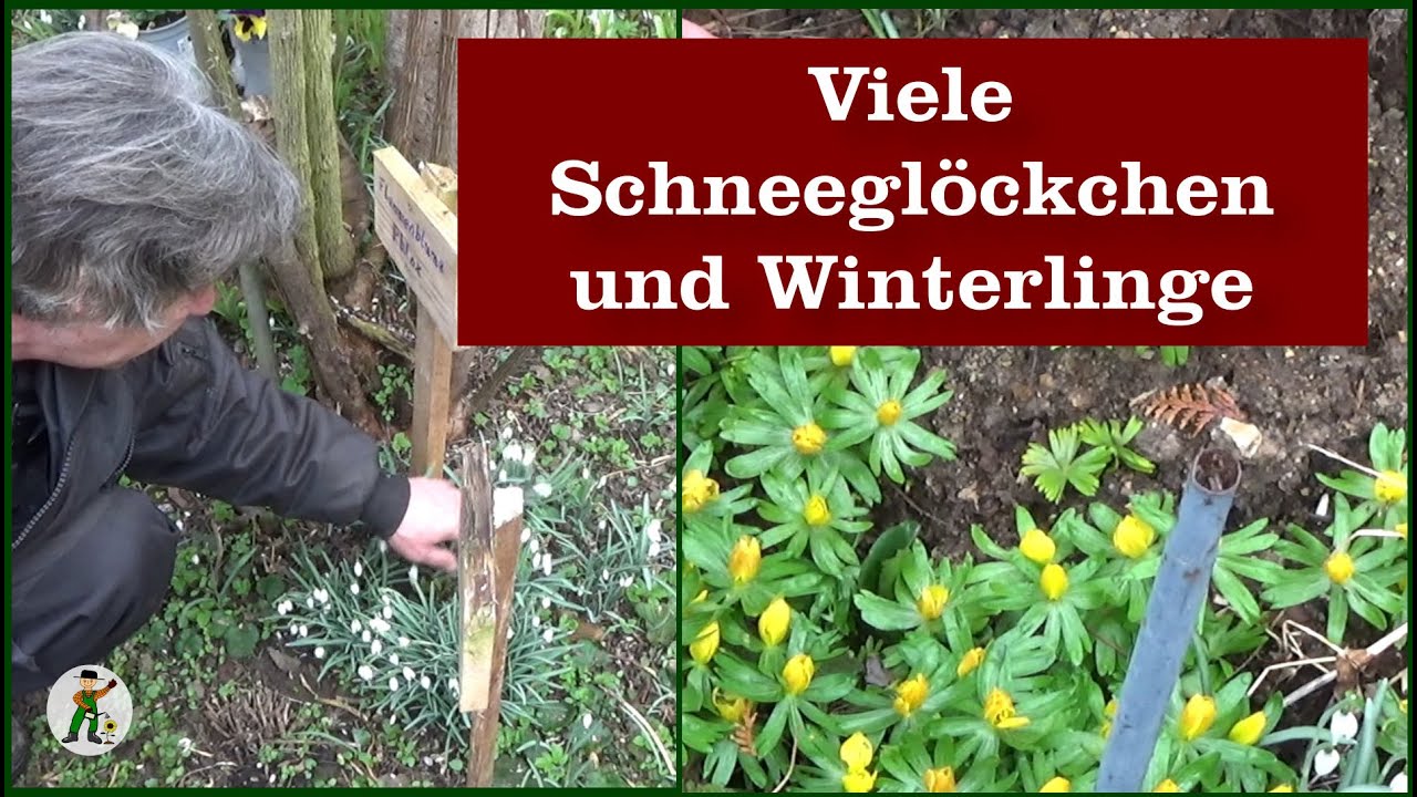 Schneeglöckchen und Winterlinge