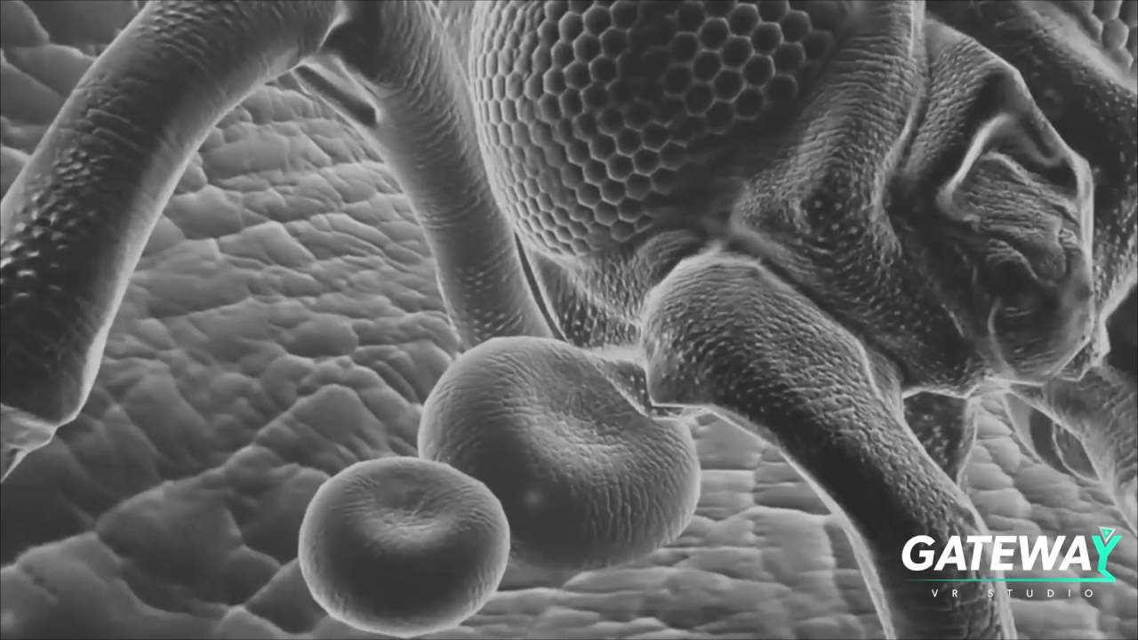 Gateway VR Studio - Oculus Dreamdeck - Loredana's funny experience