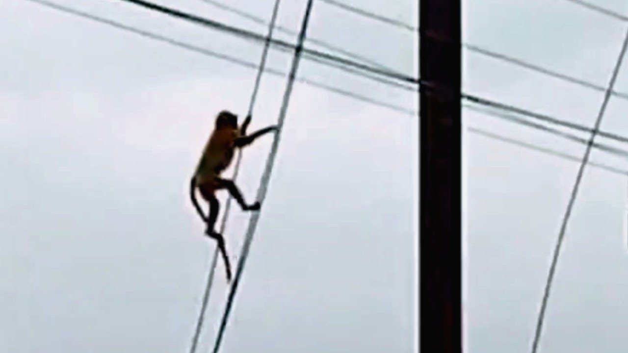 funny animal videos monkey.funny baby monkey.cutest monkey.monkey na ...