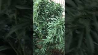 silver back gorilla week 8