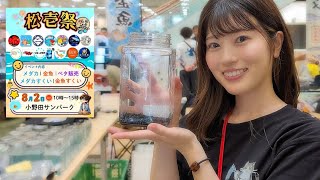 メダカフェス松壱祭2026