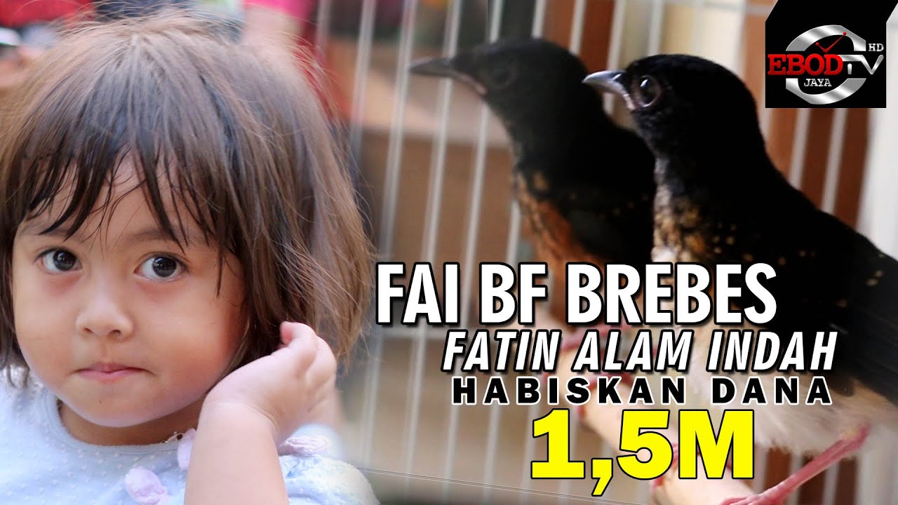 Hobi Burung : Luar Biasa!! FAI BF (Fatin Alam Indah )Brebes Habiskan