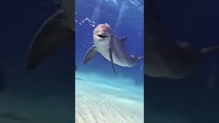 Bird vs Fish | Blue Planet II #shorts #fish #Giant
