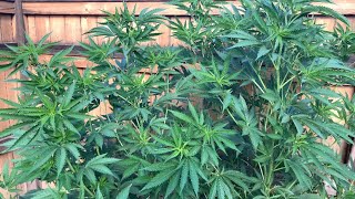 Oregon Grow Master Kush and Donny Burger/ July 28th 😱 I almost lost my master kush due to wind 💨