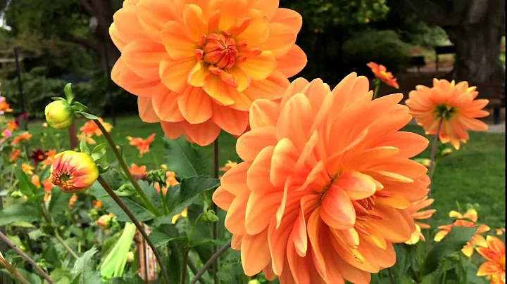 Dahlia Trial Garden, Point Defiance Park, Tacoma, WA. September, 2016.