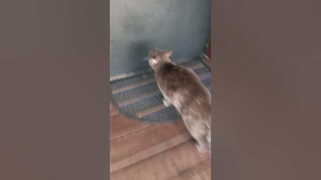 кошка бежит домой - YouTube