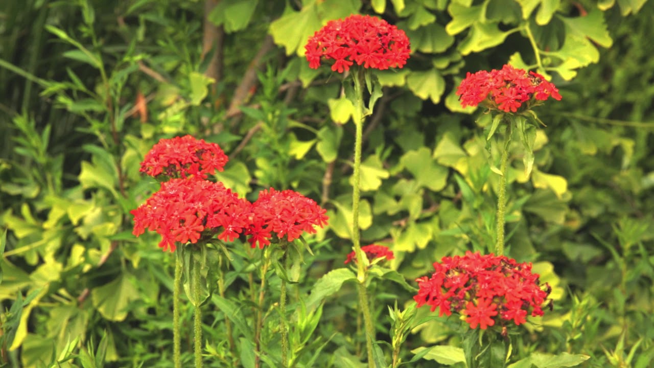 Mans zalais darzs PUKU LAUKI 2017 aug