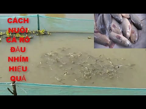 Video CÁCH NUÔI CÁ RÔ ĐẦU NHÍM HIỂU QUẢ VÀ THỨC ĂN CHO CÁ... - youtube
