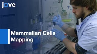 Mammalian Cells Mapping by Micropatterns and Quantitative Imaging | Protocol Preview