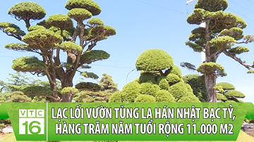 Lạc lối vườn tùng la hán Nhật bạc tỷ, hàng trăm năm tuổi rộng 11.000 m2 | VTC16