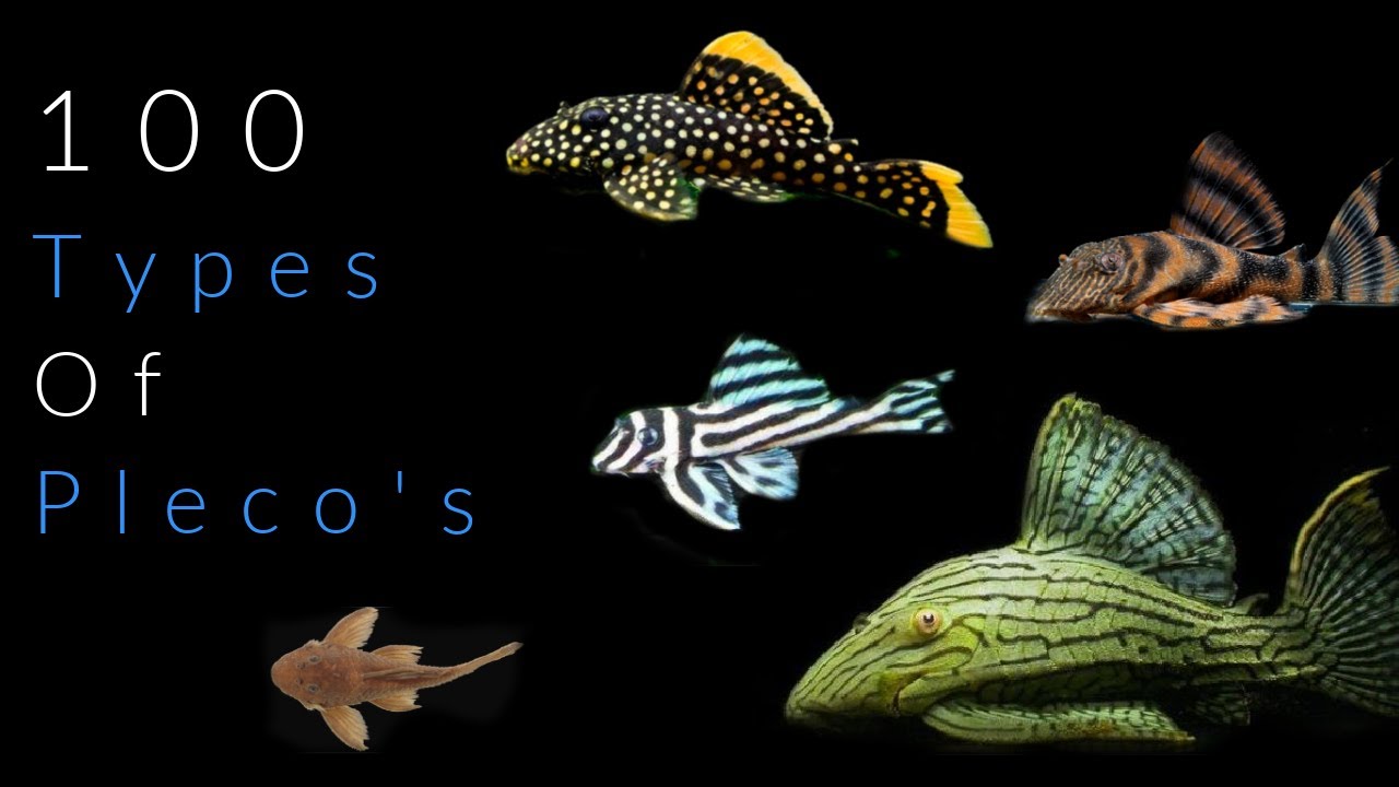100 Types Of Pleco Fish - YouTube