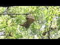 Sloth Day 2018 - Faultiertag in La Gamba (Choloepus hoffmanni)