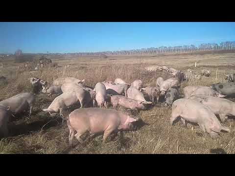 Свиньи на пастбище.