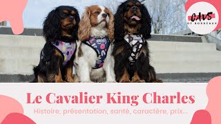 Le Cavalier King Charles : histoire, présentation, santé, caractère, prix… || CAVS OF BORDEAUX