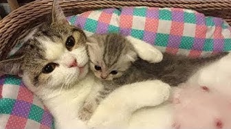 面白い動物 Youtube