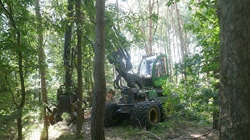 The Forest