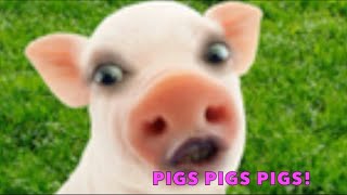 PIGS PIGS PIGS FOR KIDS by Animals All The Time 3,385 views 4 months ago 3 minutes, 30 seconds