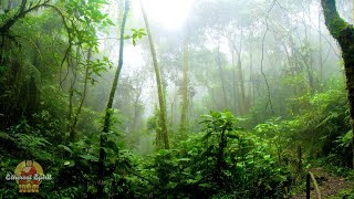 Relaxing Rain Sounds for Sleeping &amp; Studying  - Soft Ambient Rain in The Forest