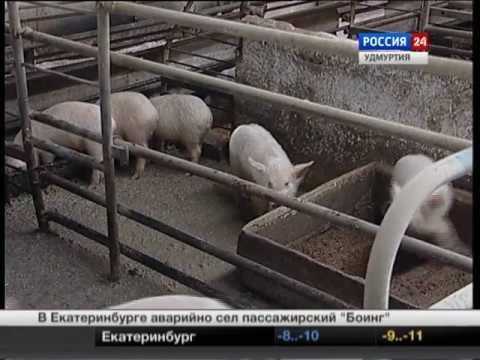Кормушка для домашних уток 114