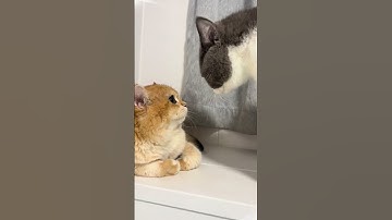 🐱✨ Epic Talking Cats That Will Blow Your Mind! | Viral Moments You Can