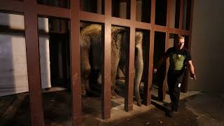 Two Female Asian Elephants Welcomed to Smithsonian’s National Zoo and Conservation Biology Institute