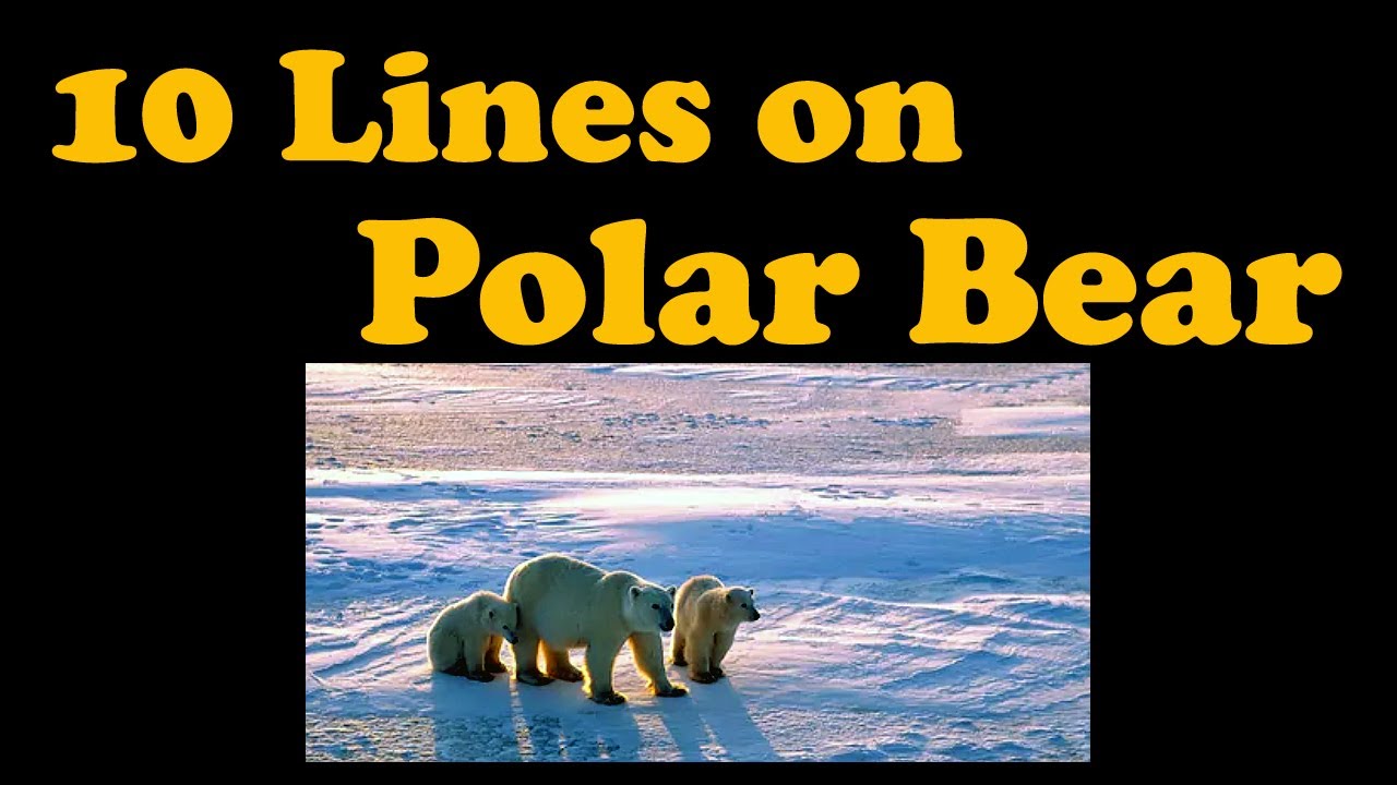 10 Lines on Polar Bear for Children and Students of Class 1, 2, 3, 4, 5, 6