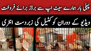 Java Sparrow Ready For New Shelter | Mini Zoo