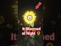 🌻 Don’t Ever Go Near This Creepy Sunflower at Night 😱 #Shorts #viralvideo #creepy