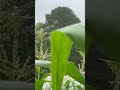 The honeybees are gathering the corn pollen. #honeybee #homesteading #garden #shorts