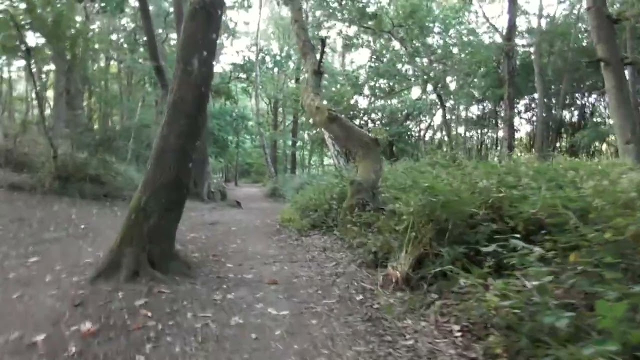 Run in Fleet from Premier Inn around Fleet Pond Nature Reserve and back again.