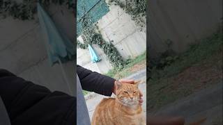 Shorts Pirenses Olmak İstiyor Prensesgibi Davran Leri Madem Prens İstiyor Pirenses Resimi