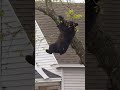 Watch moment tranquilised bear falls from tree