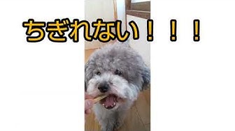 トイプードルシルバー Youtube