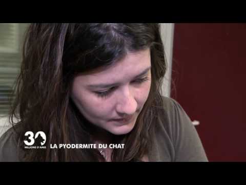 Vidéo: Comment Traiter L'eczéma Chez Le Chat
