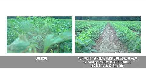 Overlapping Residual Herbicides Field Trial Time Lapse