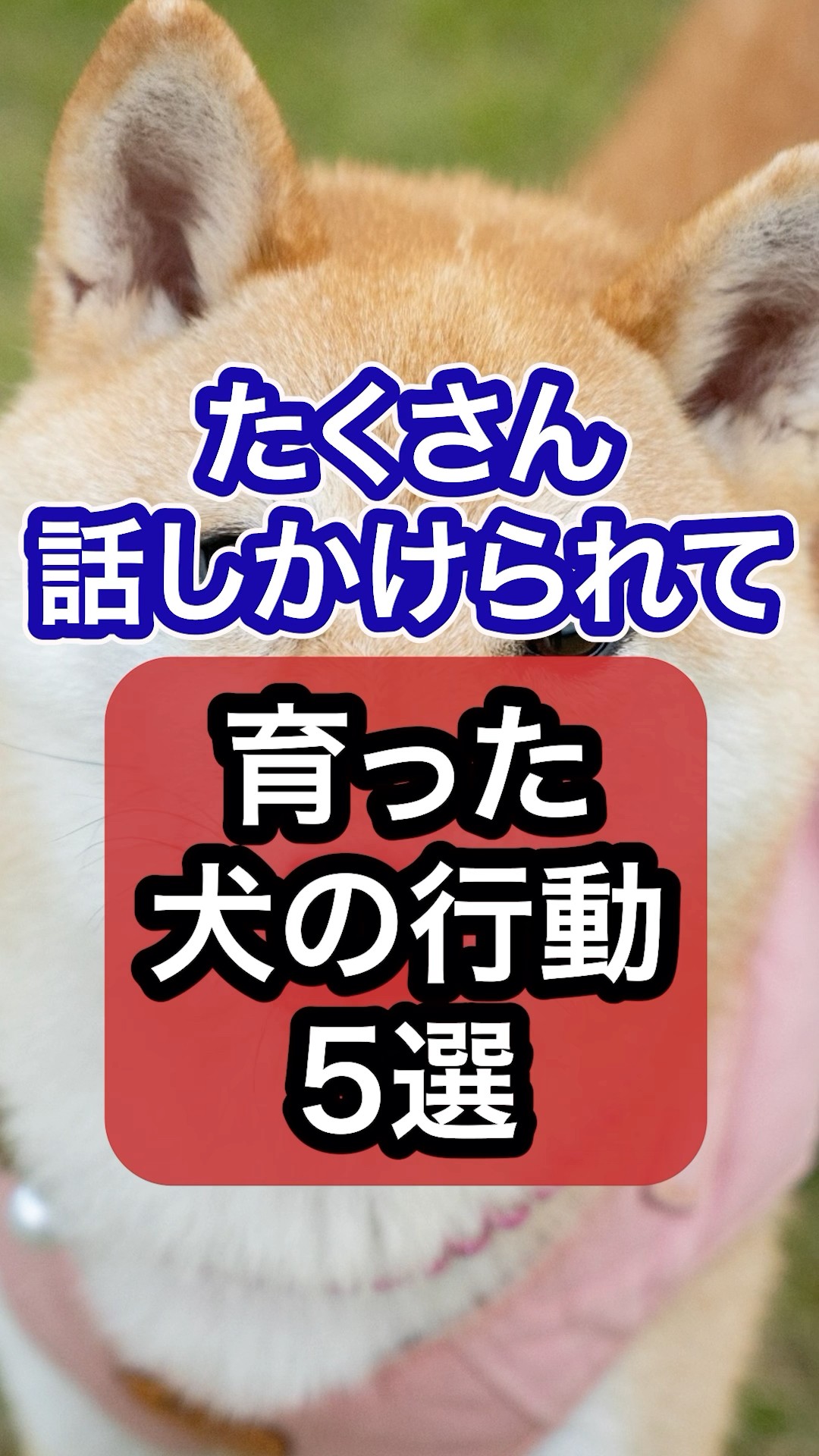 Behavior of dogs who are raised with lots of talking #Life with a