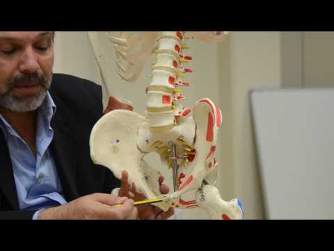 فيديو: ما العظام التي تشكل حزام الحوض؟