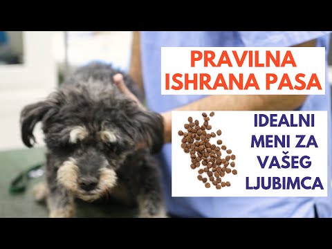 PRAVILNA ISHRANA PASA - IDEALNI MENI ZA VAŠEG LJUBIMCA  | Veterinar Nikolašev