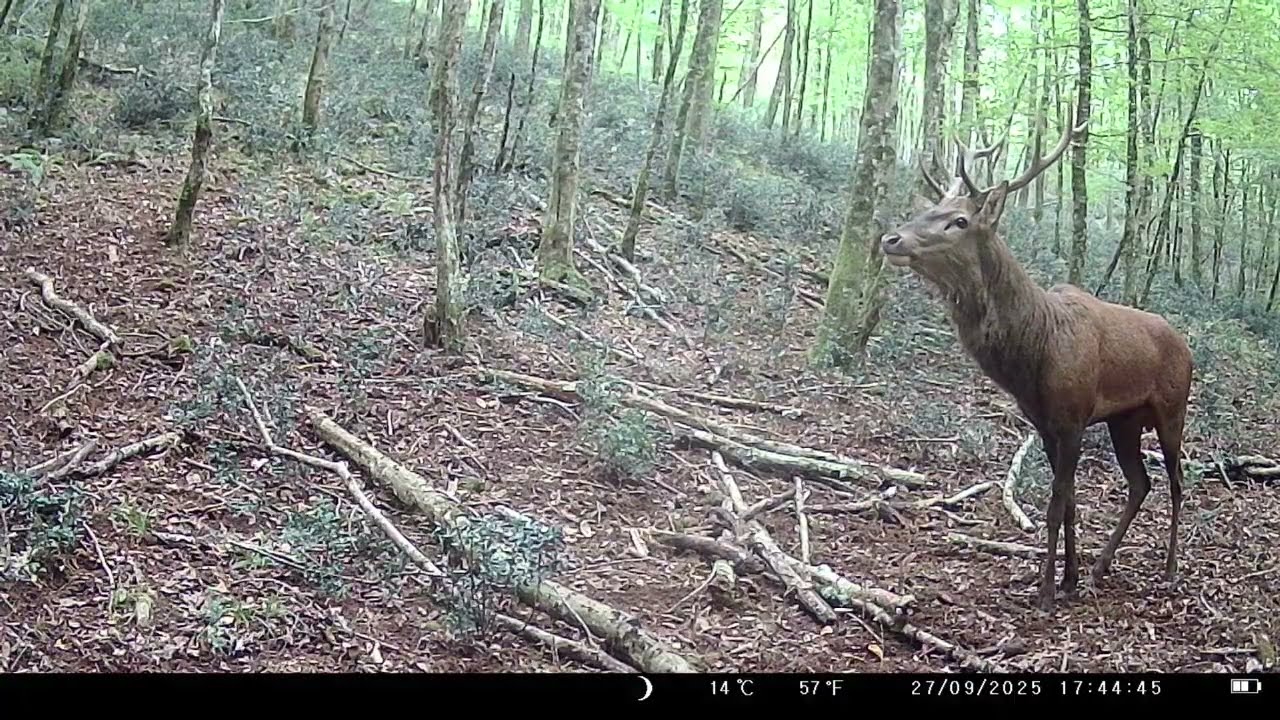 10 octobre 2025: Fin du brame du cerf en forêt | cerfs et sangliers observés Grésigne Tarn