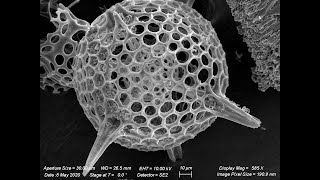RTNN/SDNI Take-Out Science Week 8: Under the Sea