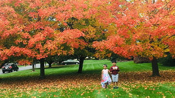 Fall Foliage 🍁🍂 Why trees 🌲 leaves 🍁 change their colour in autumn 🍂