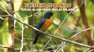 Kicau Merdu Tledekan Bakau di Alam Liar.