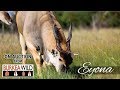 Burkea - Eyona Eland Bull