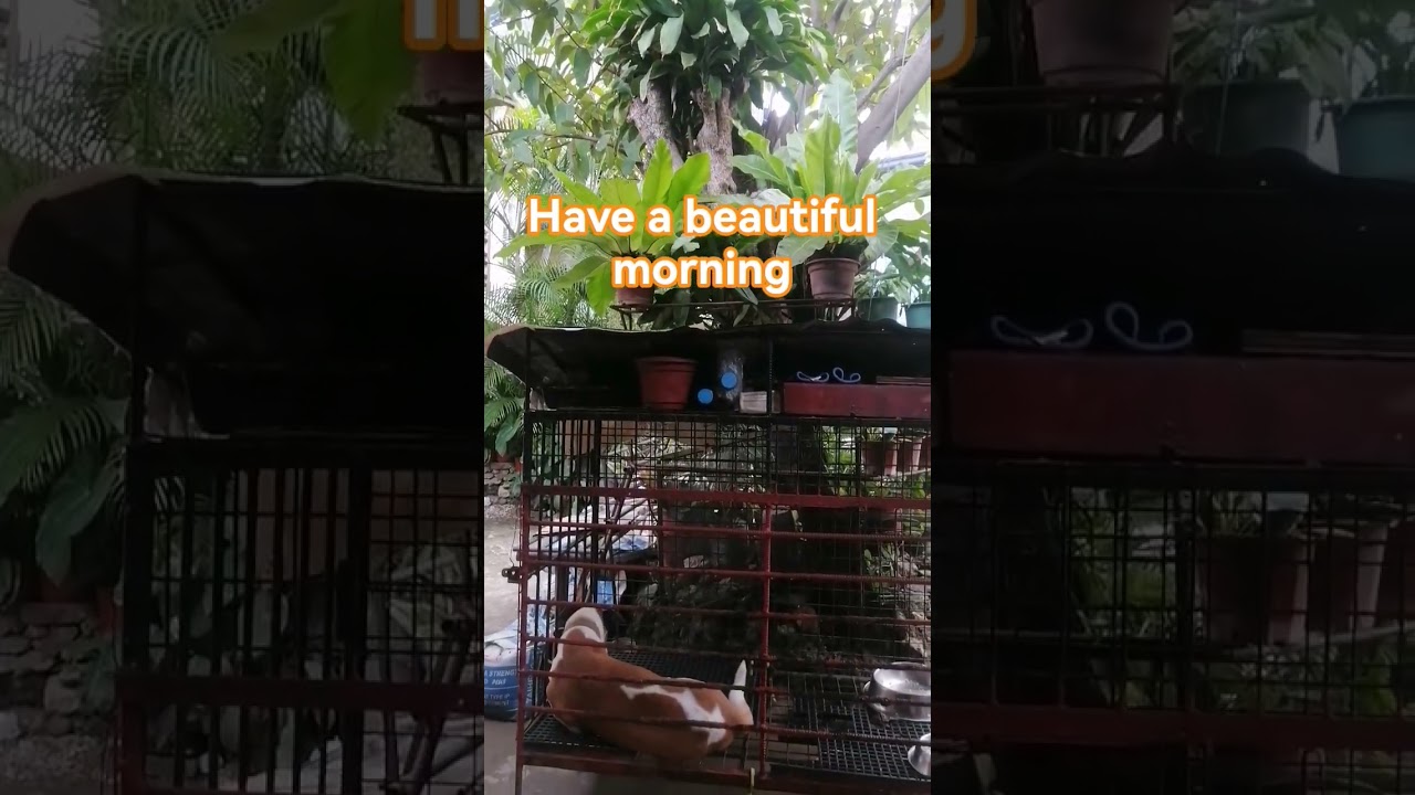 #morningvibes #staypositive #everyone #highlights #likes #subscribers