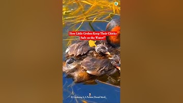 🪺How Little Grebes Keep Their Chicks Safe on the Water #LittleGrebe #BirdWatching #WildlifeParenting