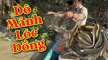 Tập Đặc Biệt | Đặt lờ dô mánh bầy cá lóc cuối mùa nước lũ đồng tháp
